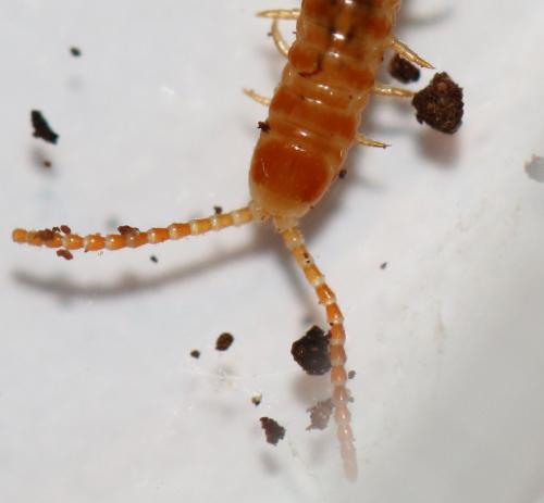 Henia vesuviana